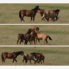 Chevaux Henson en baie de Somme