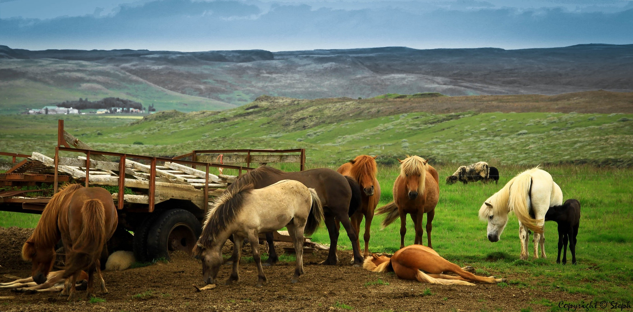 Chevaux Islandais