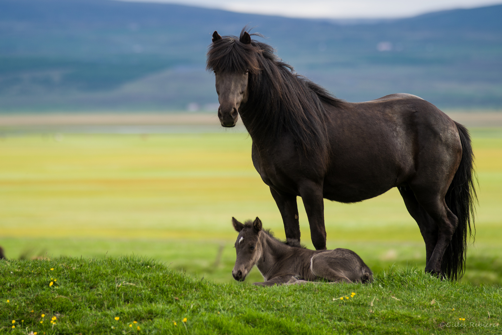 Chevaux Islandais