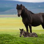 Chevaux Islandais