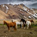 Chevaux islandais.