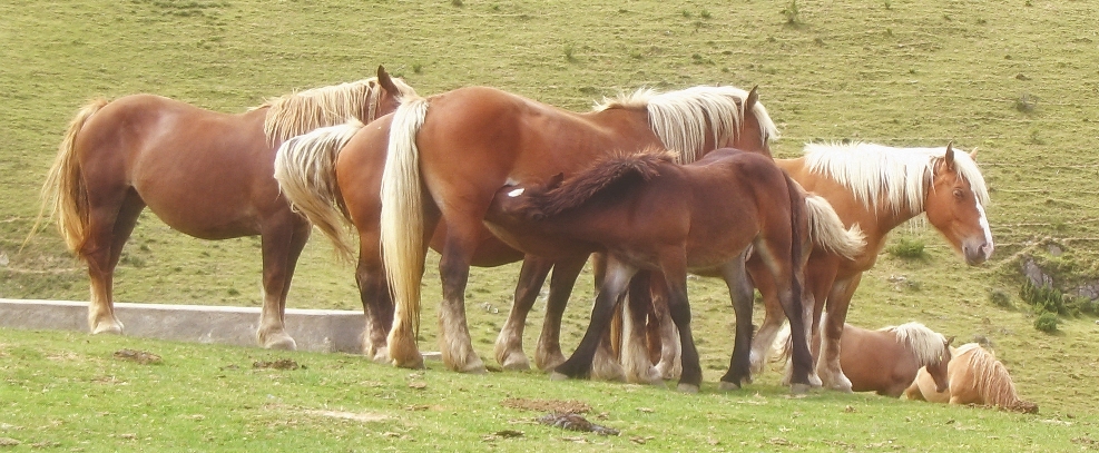 Chevaux libres