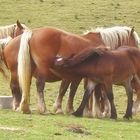 Chevaux libres