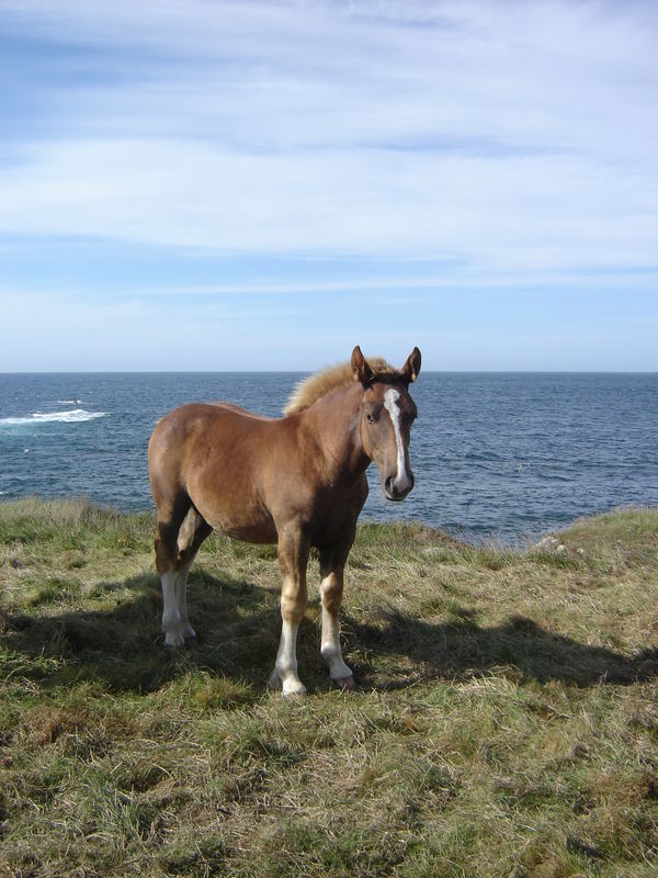 chevaux postiers bretons