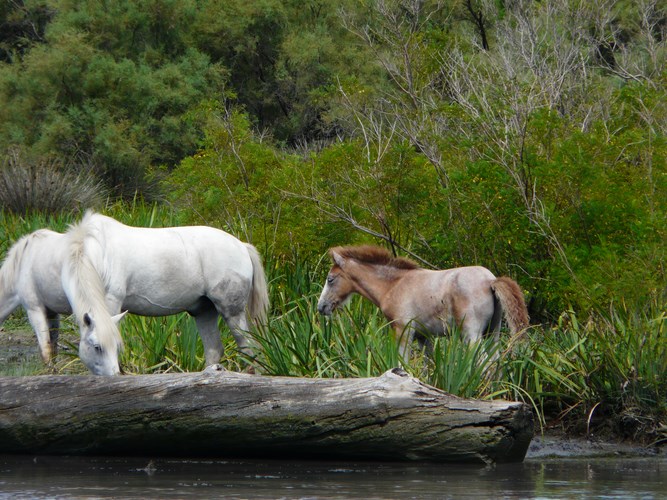 Chevaux sauvage avec un petit