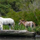 Chevaux sauvage avec un petit