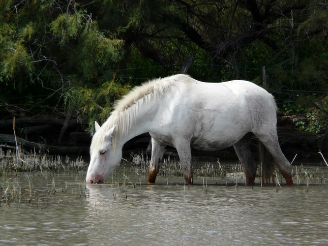 Chevaux sauvage en camargue