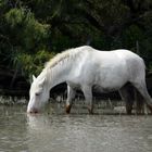 Chevaux sauvage en camargue