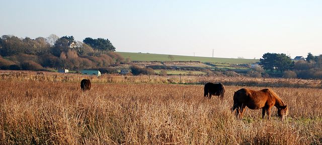 Chevaux sauvages