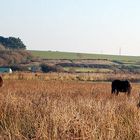 Chevaux sauvages