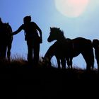 chevaux sauvages en contre jour