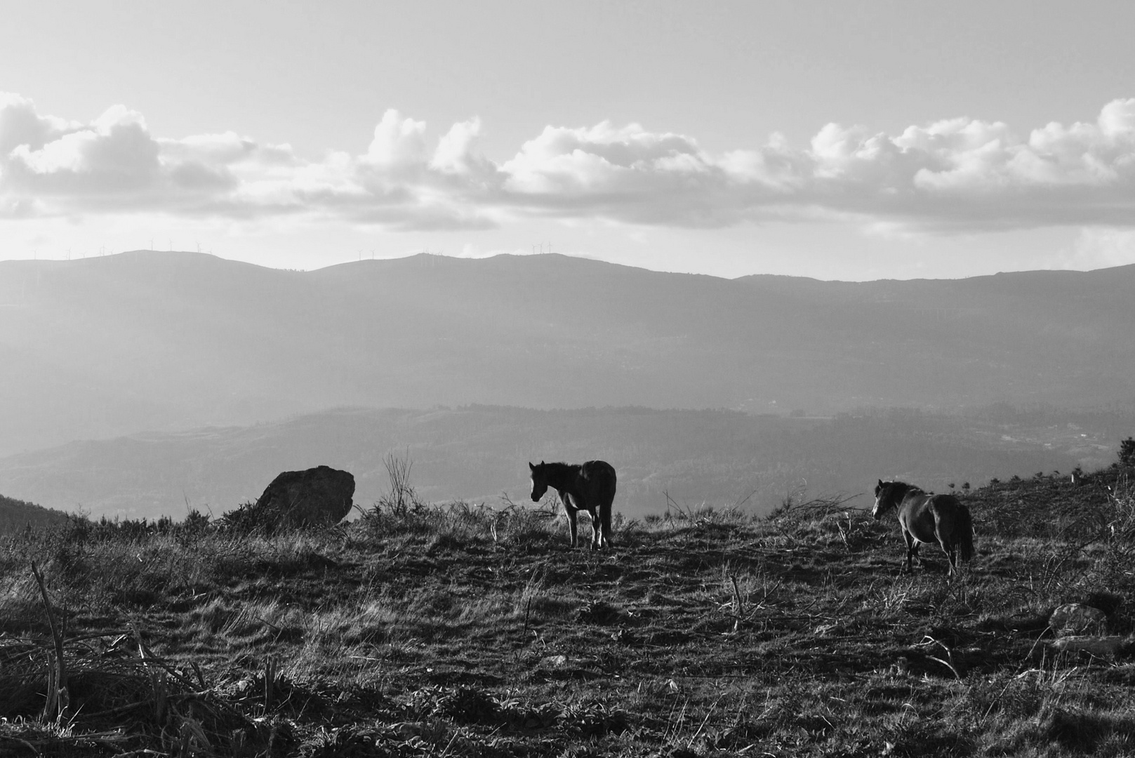 Chevaux sauvages portugais