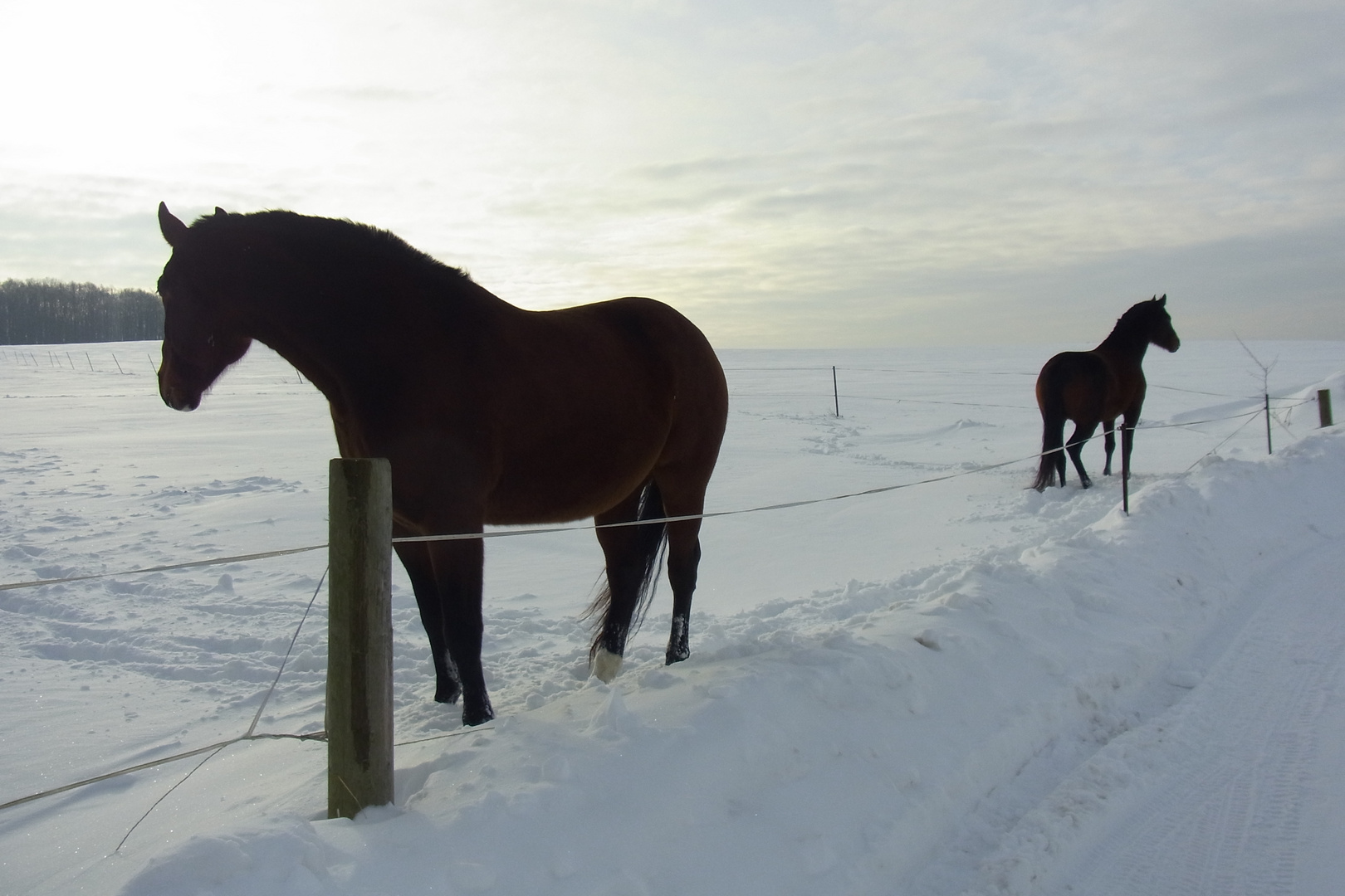 Chevaux saxonnes