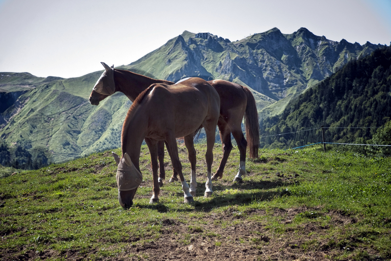 Chevaux sur la montagne - Le Mont Dore