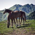 Chevaux sur la montagne - Le Mont Dore