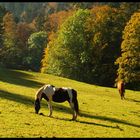 Chevaux vers la ferme Robert.