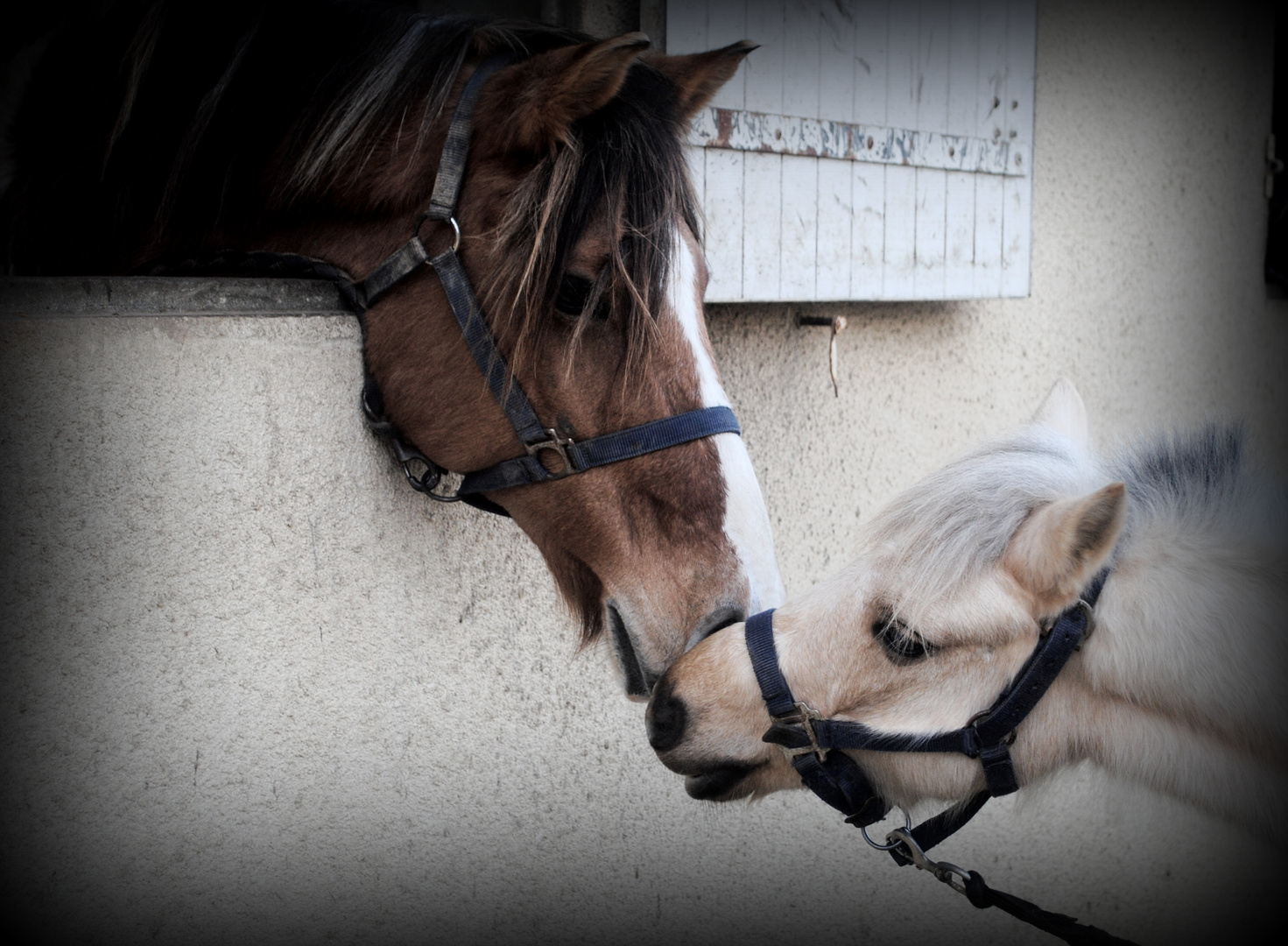 Chevaux/Poneys