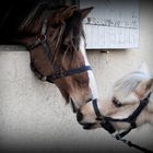 Chevaux/Poneys