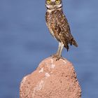 Chevêche des terriers (Athene cunicularia) - Brésil