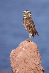 Chevêche des terriers (Athene cunicularia) - Brésil