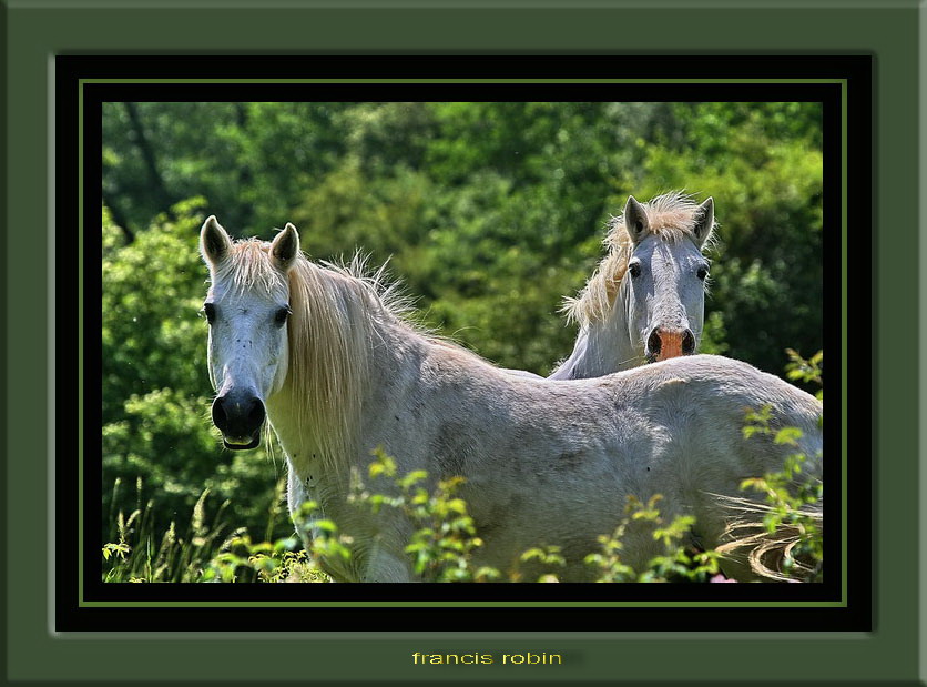 CHEVEAUX DE CAMARGUE