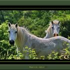 CHEVEAUX DE CAMARGUE