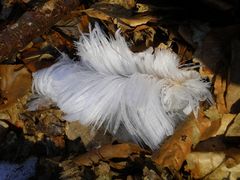 cheveux d'ange (ayant bien grandi)