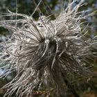 Cheveux d'argent