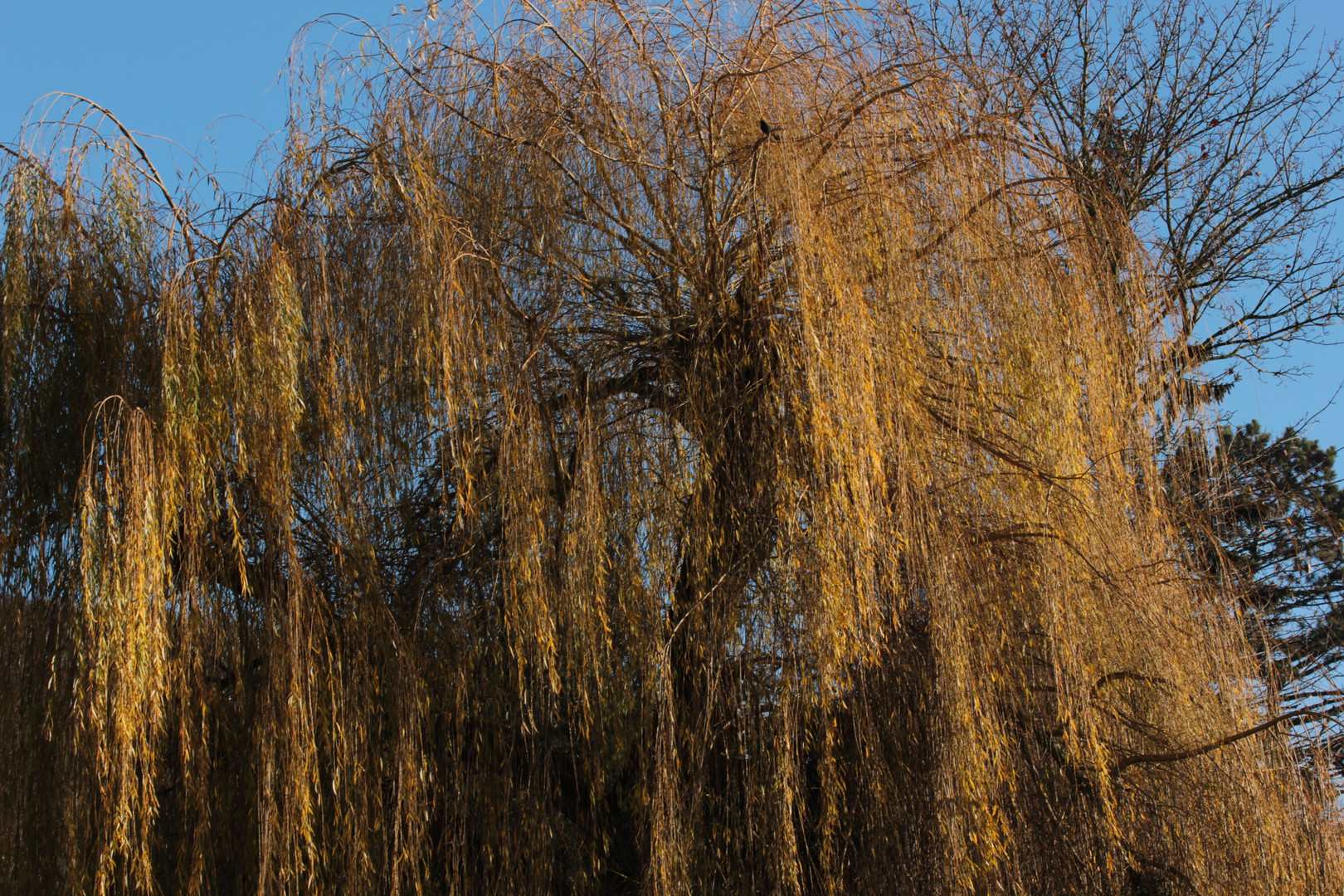 Cheveux d'Or