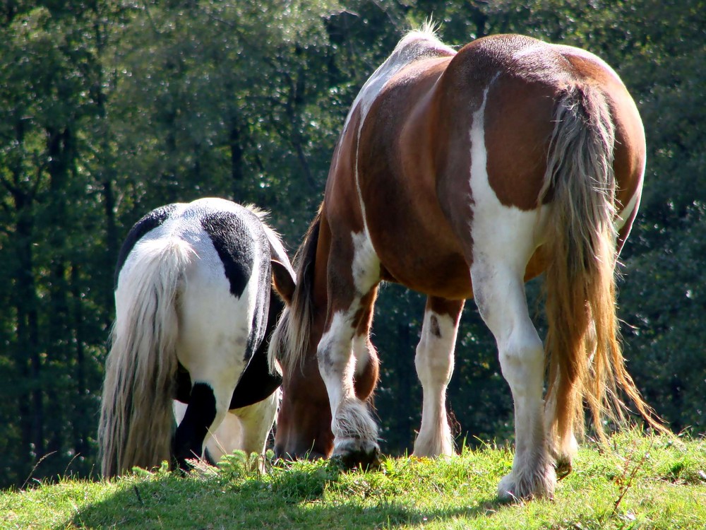 Cheveux longs et ....Herbe courte