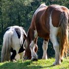 Cheveux longs et ....Herbe courte