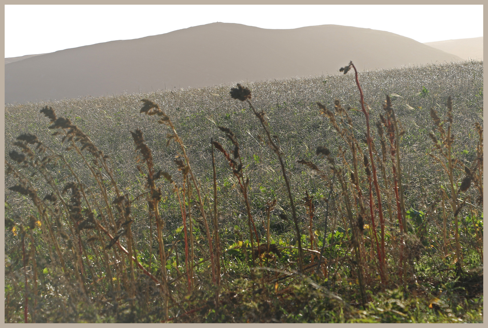 cheviot hills near millfield