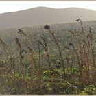 cheviot hills near millfield