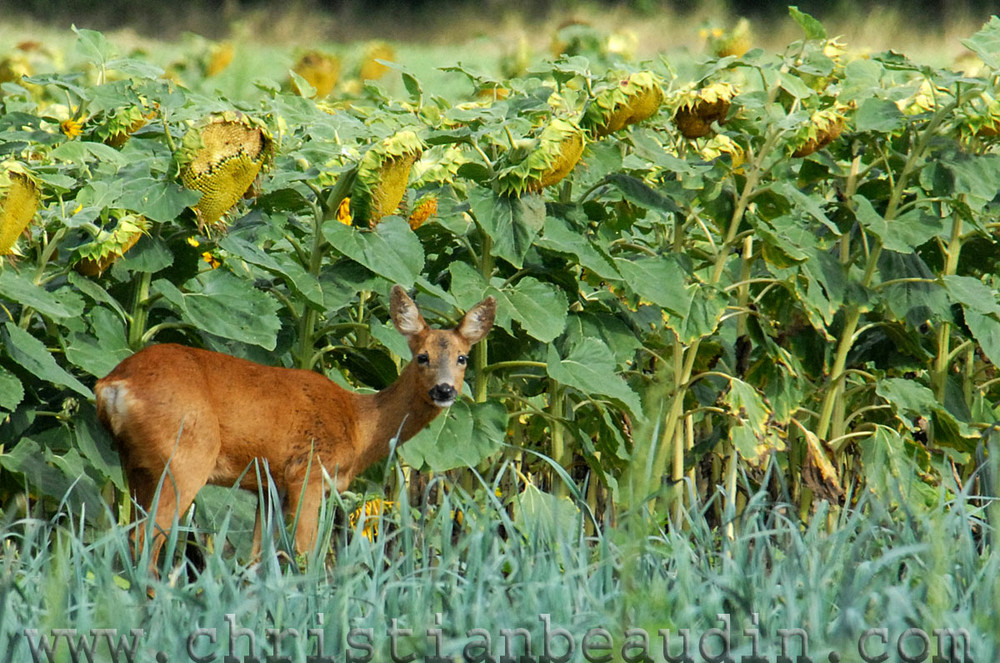 Chèvre aux tournesols.