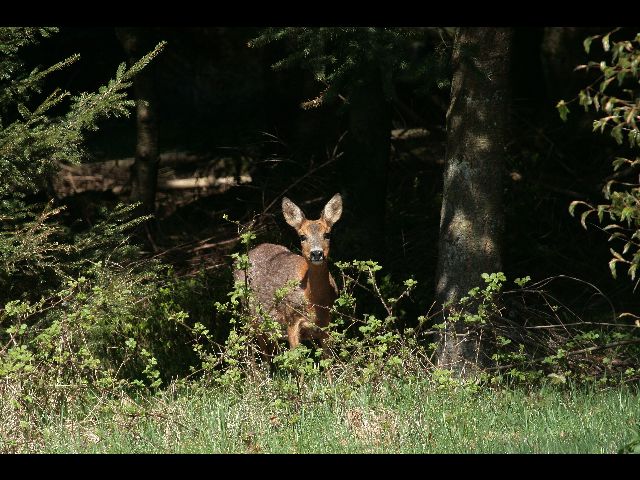 chevre elle se trouve belle