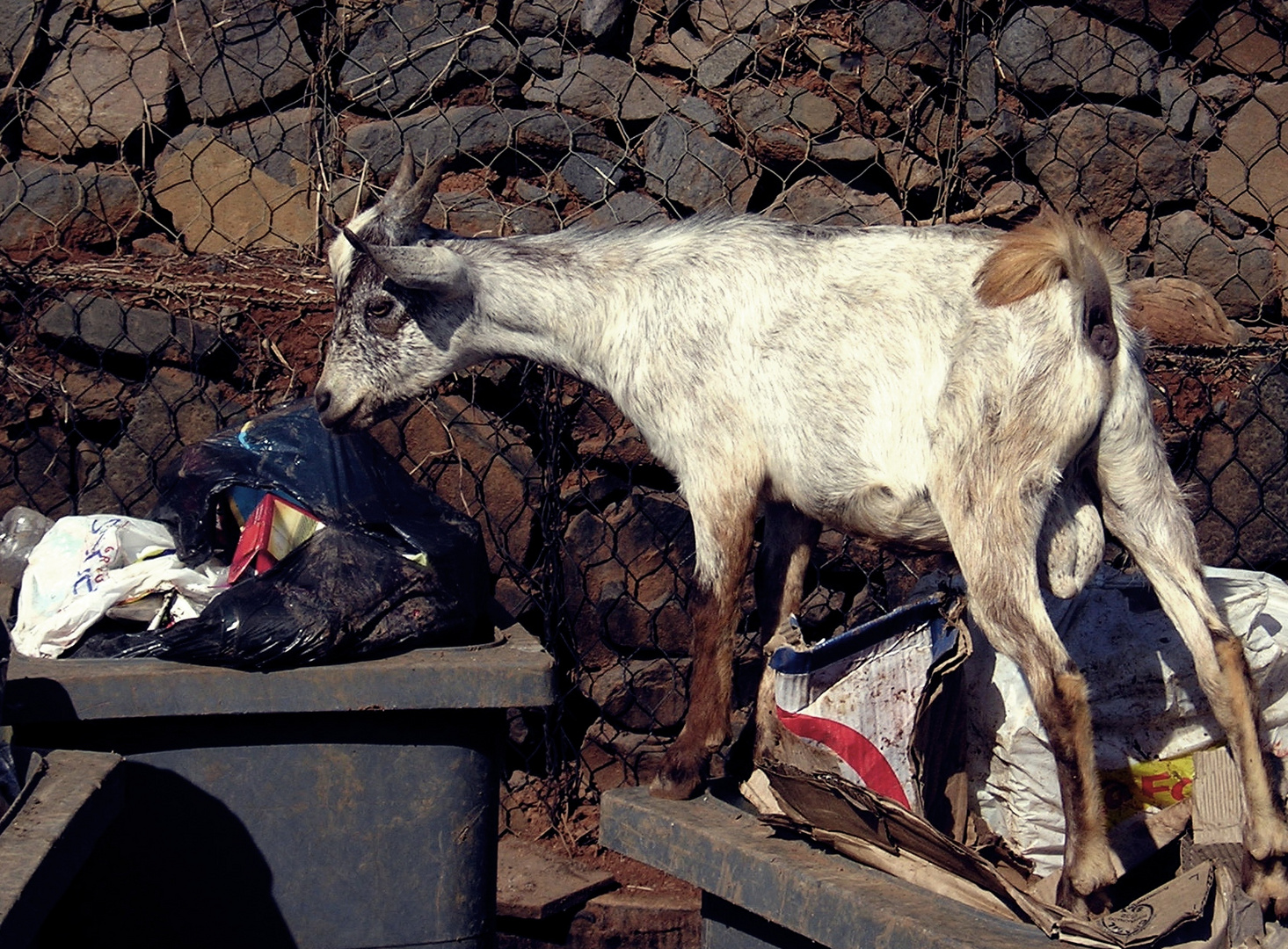 Chèvre fouillant dans une poubelle