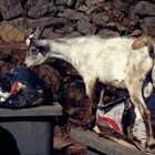 Chèvre fouillant dans une poubelle