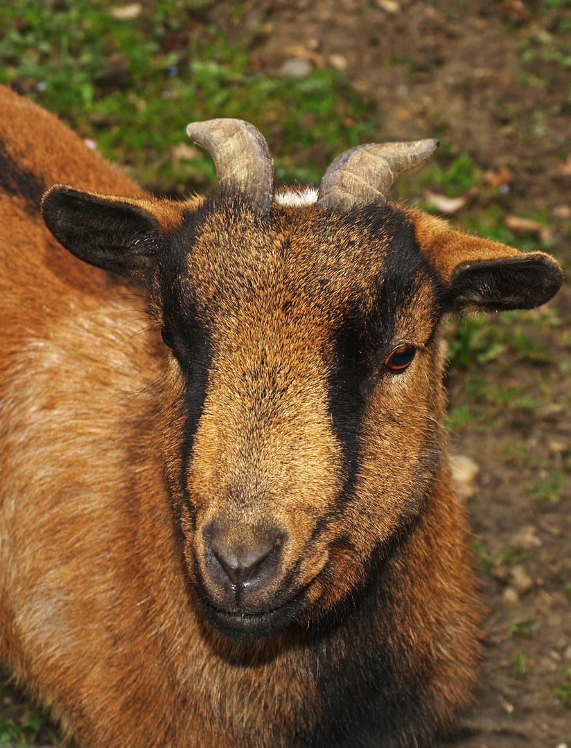 Chèvre naine