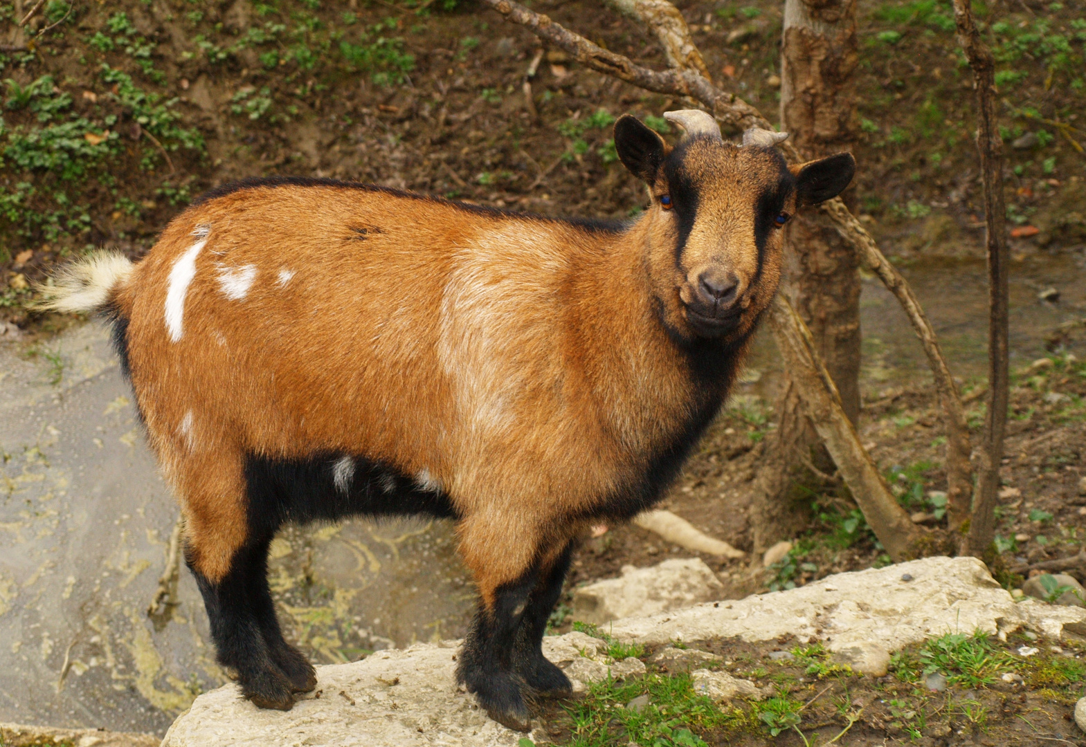 Chèvre naine le long de la voie verte près de Condom photo et image