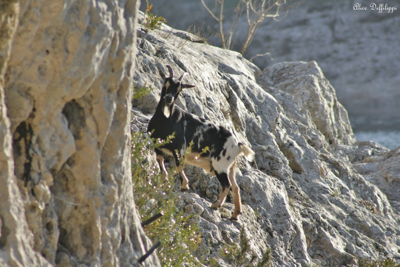 Chèvre sauvage d'Ardèche