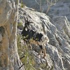 Chèvre sauvage d'Ardèche