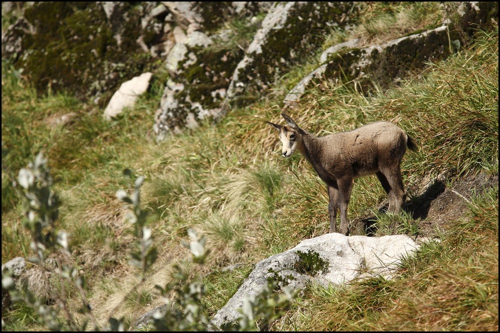 Chevreau