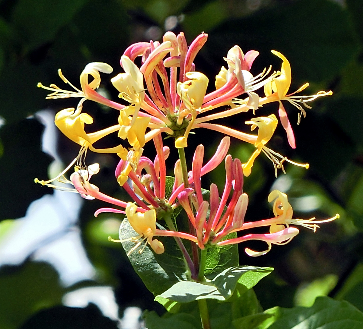 Chevrefeuille au parfum miellé