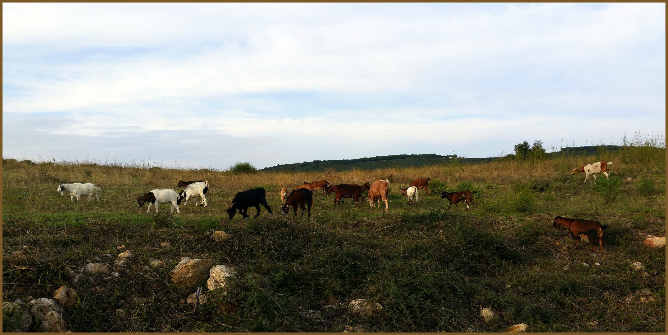 Chèvres croisées au-dessus de mon village....