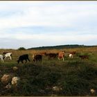 Chèvres croisées au-dessus de mon village....