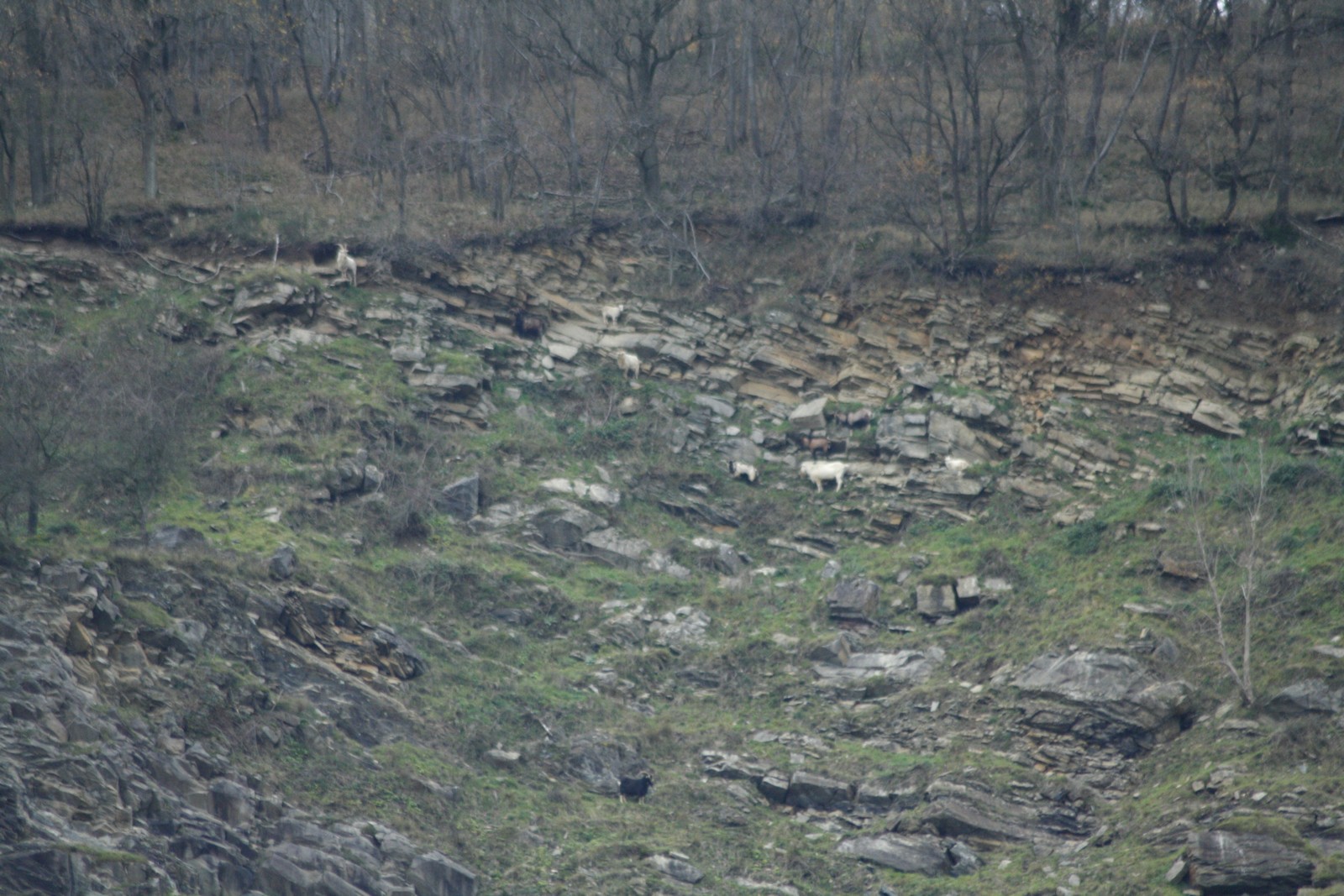 chevres sauvages dans une ancienne carriere