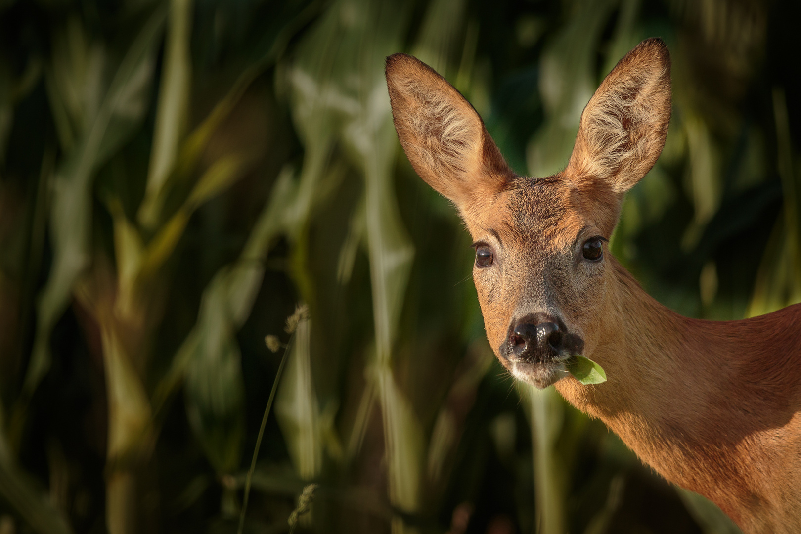 Chevrette, photo et image animaux, animaux sauvages, cervidés