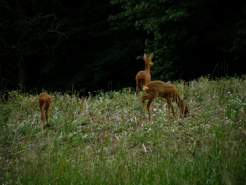 chevrette avec ses deux petits faons