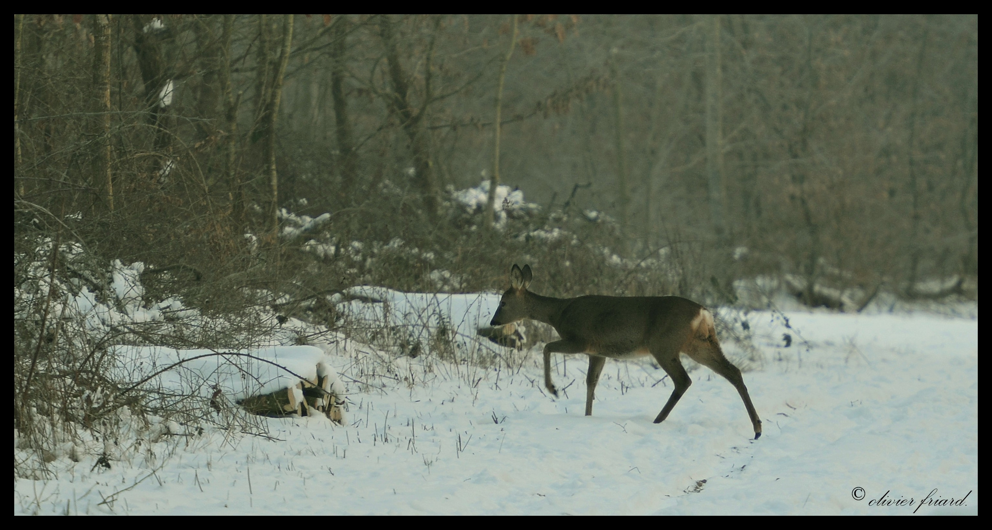 chevrette dans la neige.