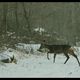 chevrette dans la neige.